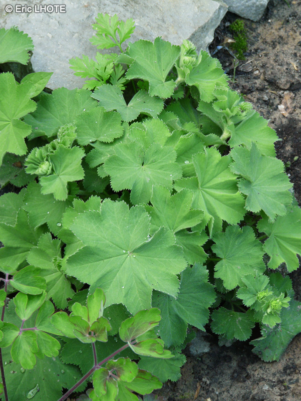 Rosaceae - Alchemilla vulgaris - Alchémille commune