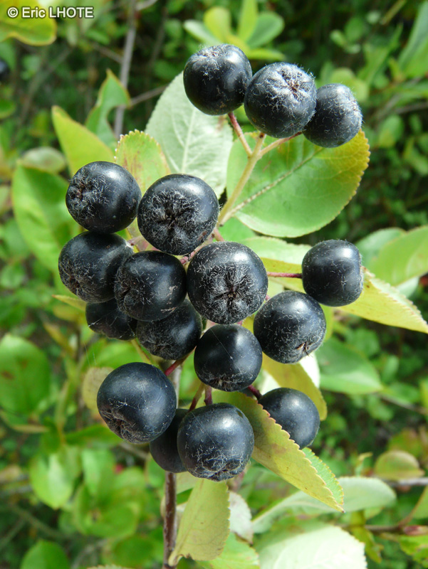 Rosaceae - Aronia melanocarpa - Aronie noire, Aronia à fruits noirs, Aronie mélanocarpe