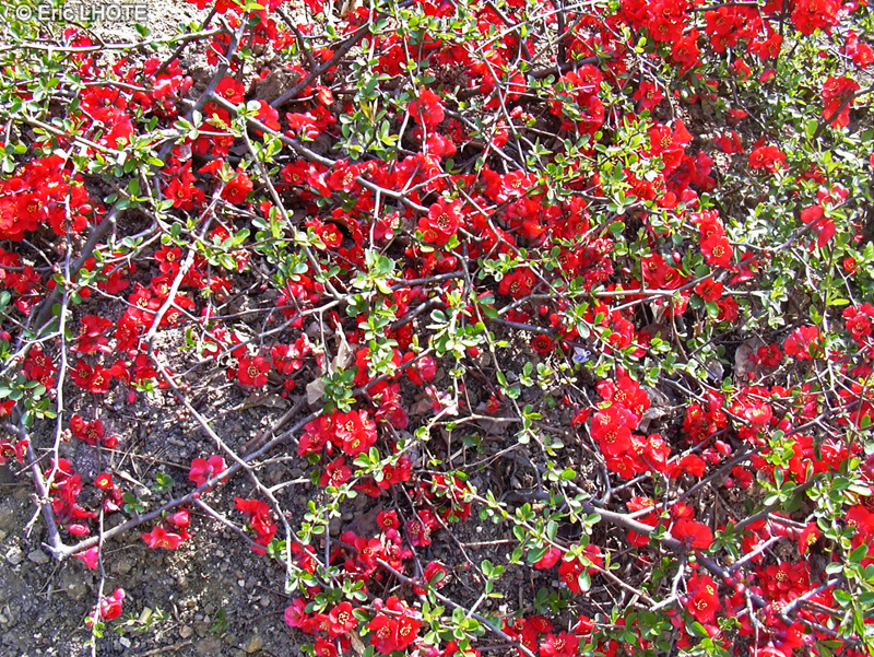 Rosaceae - Chaenomeles speciosa Simonii - Cognassier du Japon, Cognassier à fleurs, Pommier du Japon