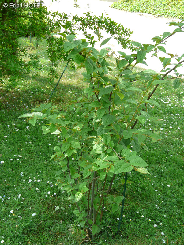 Rosaceae - Cotoneaster bullatus - Cotonéaster, Cotonéastre