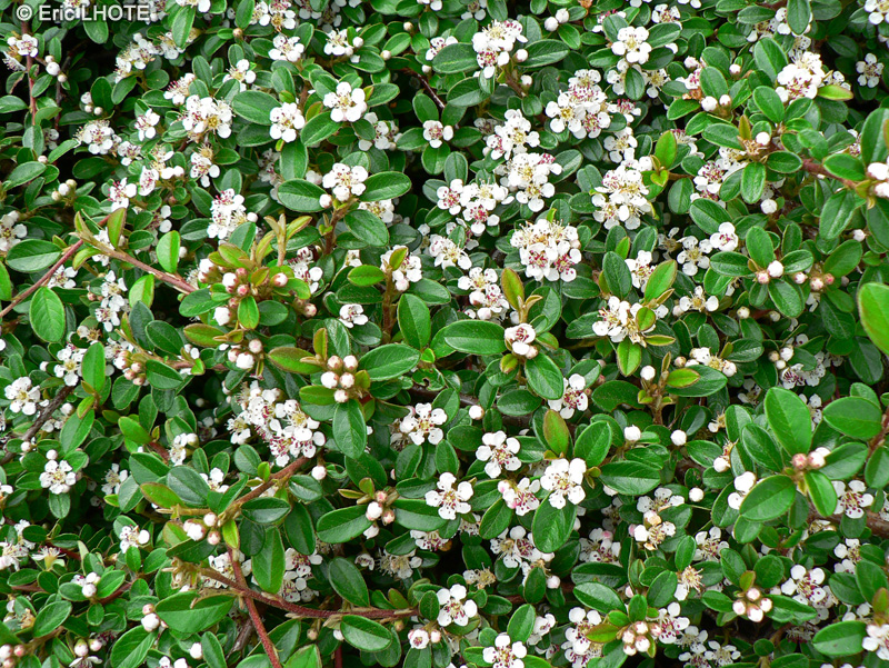 Rosaceae - Cotoneaster dammeri - Cotonéastre de Dammer