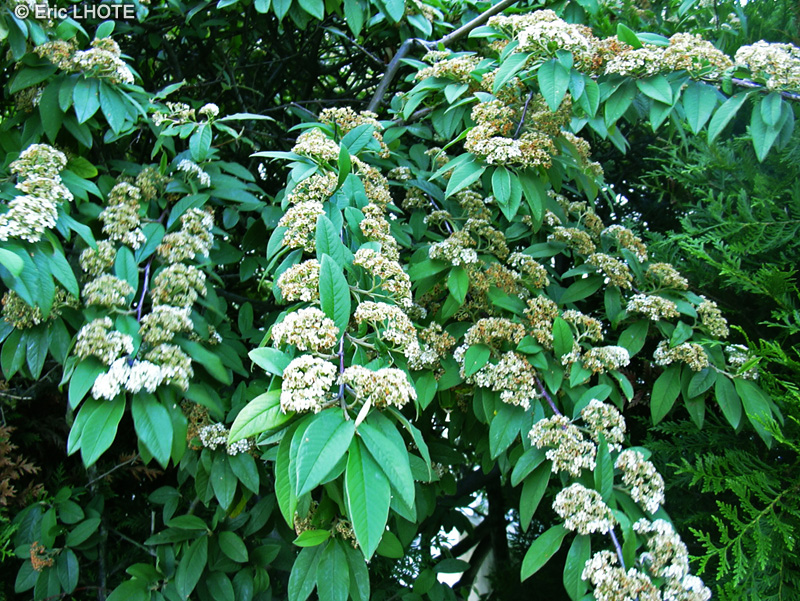 Rosaceae - Cotoneaster frigidus - Cotonéastre frigide