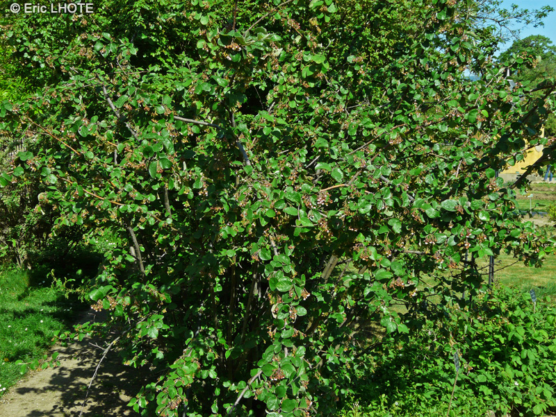 Rosaceae - Cotoneaster melanocarpus var. laxiflora - Cotonéastre à fruits noirs