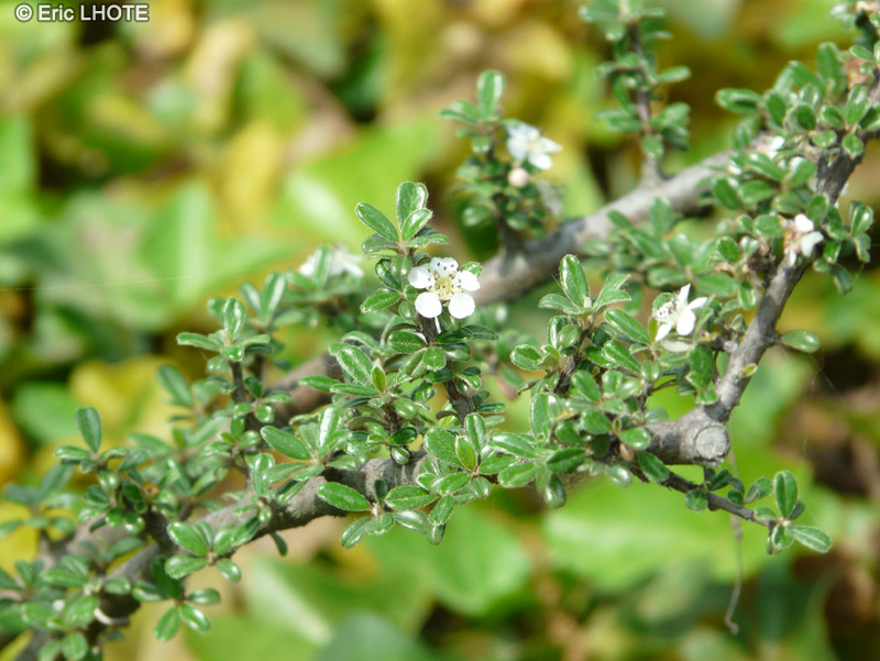 Rosaceae - Cotoneaster microphyllus var. thymifolius - Cotonéastre à petites feuilles