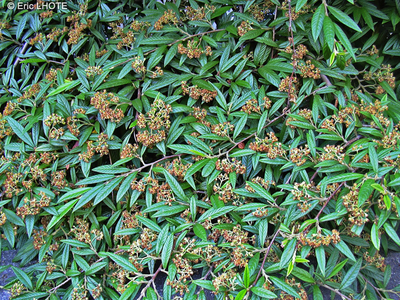 Rosaceae - Cotoneaster salicifolius - Cotonéastre à feuilles de saule