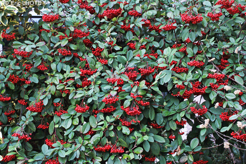 Rosaceae - Cotoneaster watereri x Cornubia - Cotonéastre