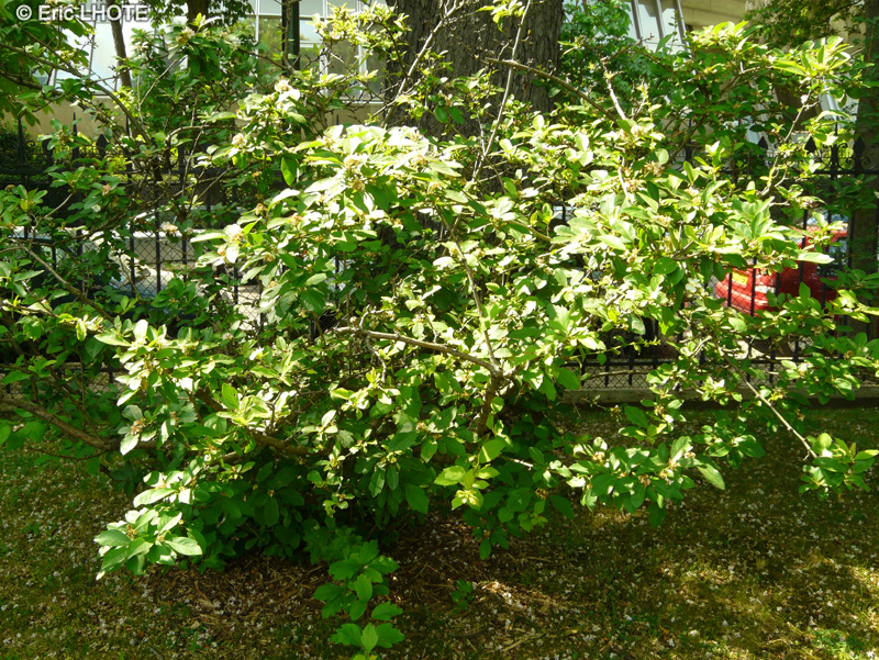 Rosaceae - Crataegomespilus grandiflora - Néflier à grandes feuilles
