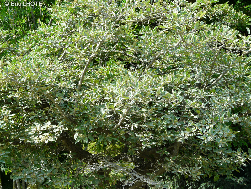 Rosaceae - Crataegus mexicana - Aubépine du Mexique