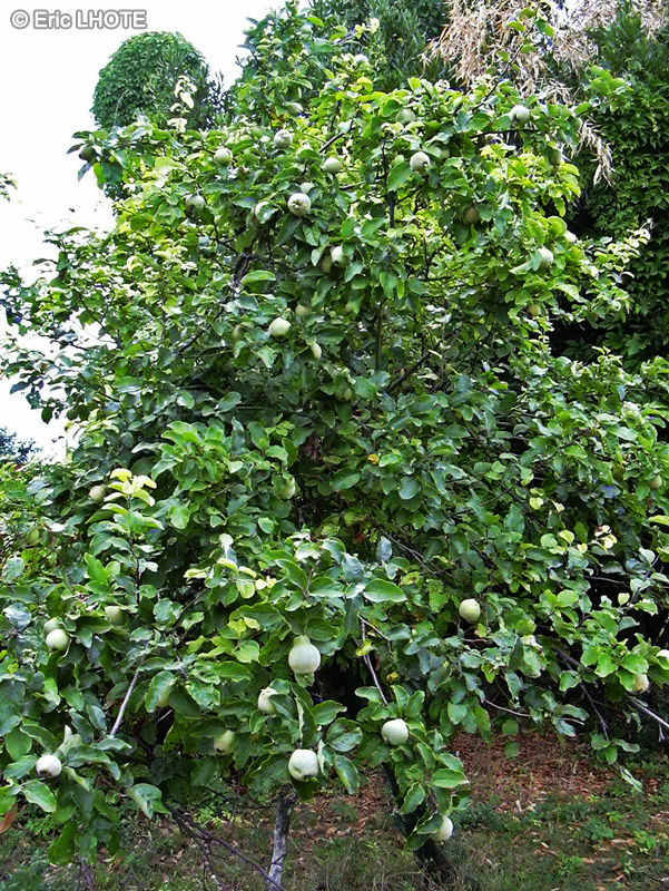 Rosaceae - Cydonia vulgaris - Cognassier à fruits