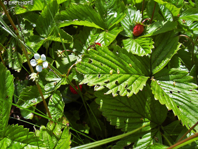 Rosaceae - Fragaria vesca - Fraisier des bois, Fraise des bois