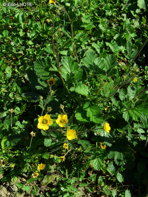 Rosaceae - Geum sylvaticum - Benoite des forêts
