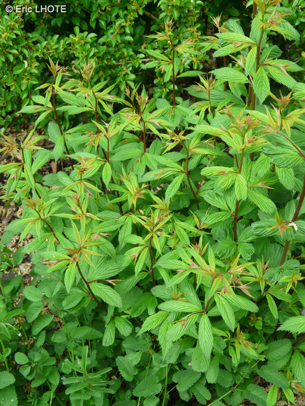 Rosaceae - Gillenia trifoliata - Gillenia à trois feuilles, Spirée à trois feuilles