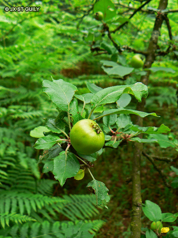 Rosaceae - Malus sylvestris - Pommier des bois, Pommier sauvage, Boquettier
