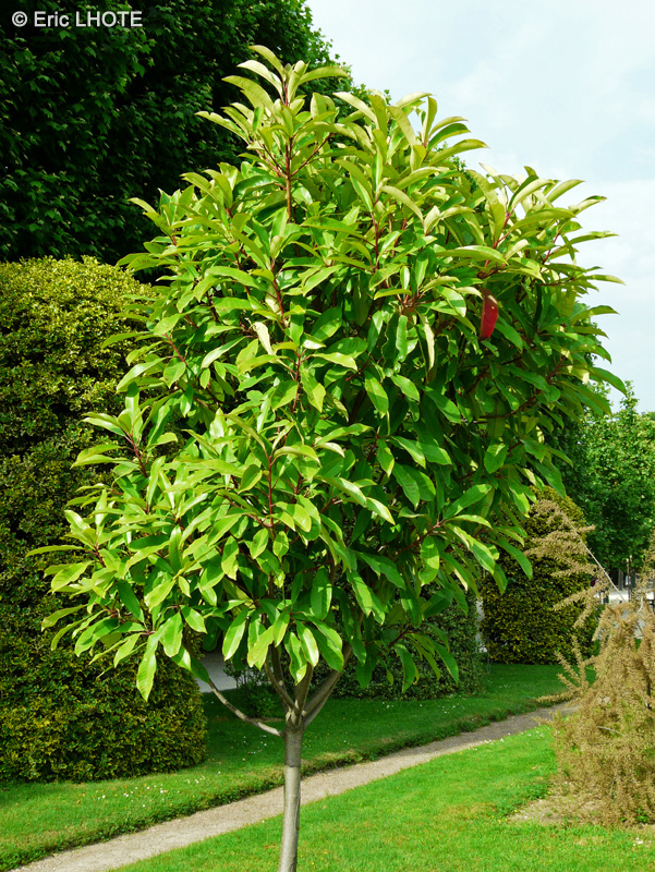 Rosaceae - Photinia serrulata, Photinia serratifolia - Photinia à feuilles dentées