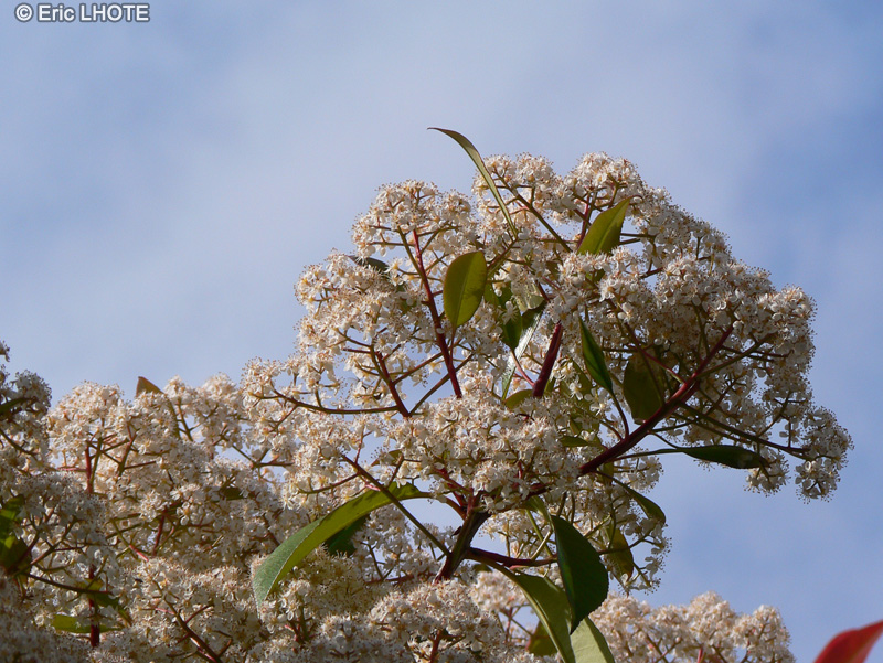  - Photinia x fraseri Red Robin - 