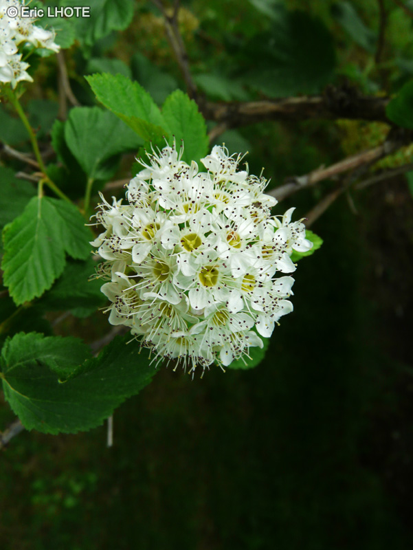 Rosaceae - Physocarpus bracteatus - Physocarpe, Ninebark
