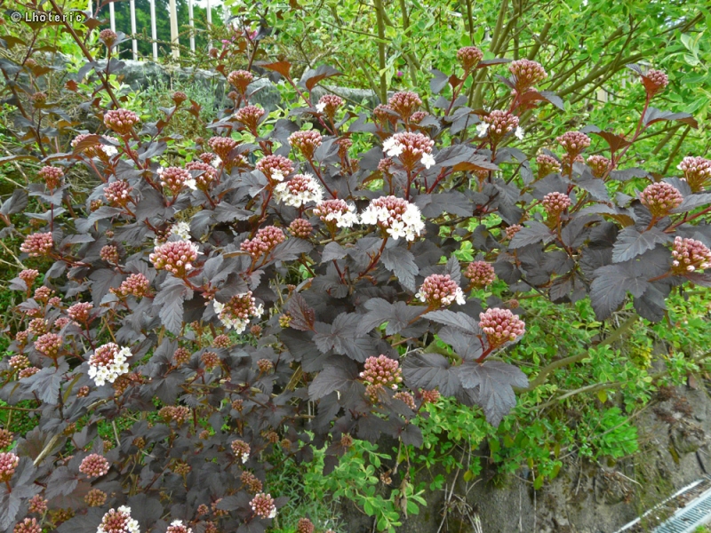 Rosaceae - Physocarpus opulifolius Diabolo - Physocarpus