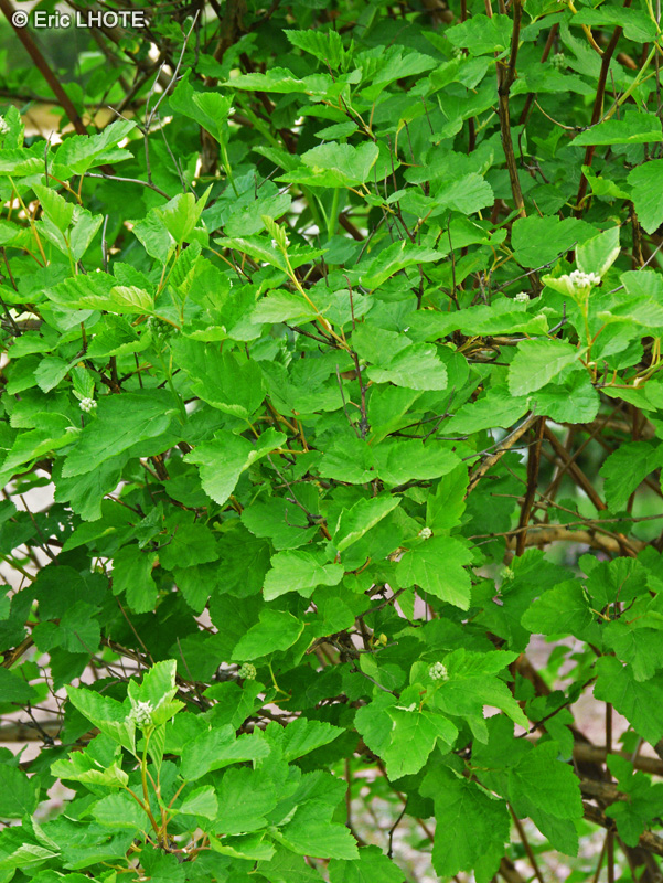 Rosaceae - Physocarpus opulifolius - Physocarpe à feuilles d’Obier
