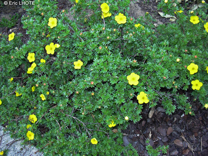 Rosaceae - Potentilla fruticosa - Potentille arbustive, Potentille ligneuse