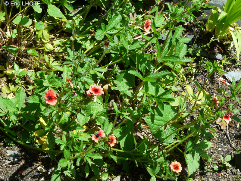 Rosaceae - Potentilla nepalensis - Potentille du Népal
