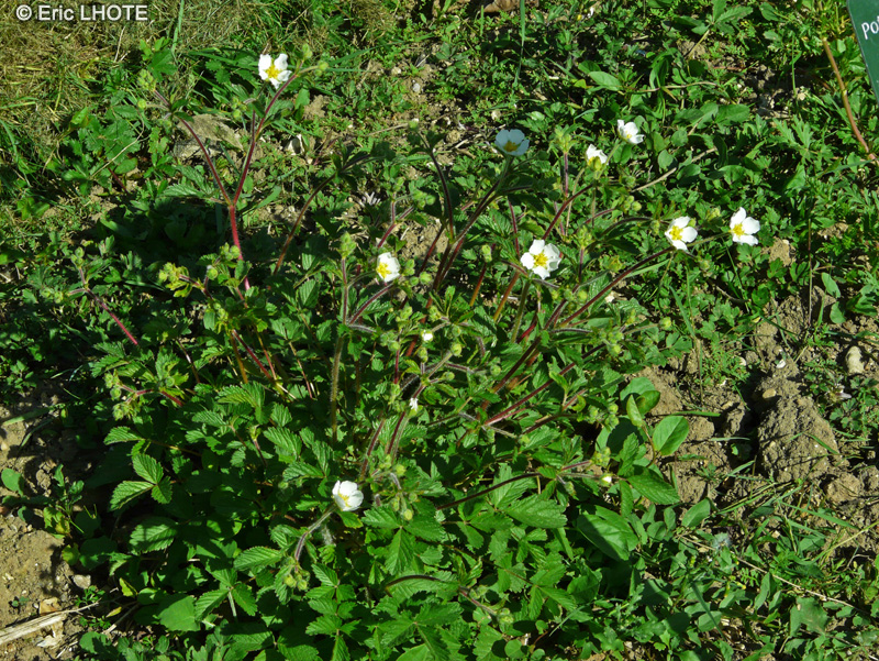 Rosaceae - Potentilla rupestris - Potentille des rochers