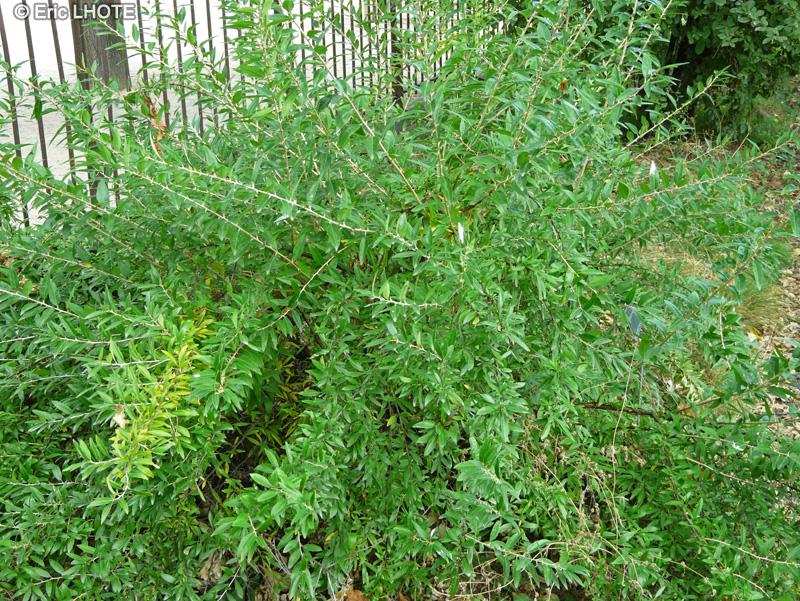 Rosaceae - Prinsepia uniflora - Prinsepia