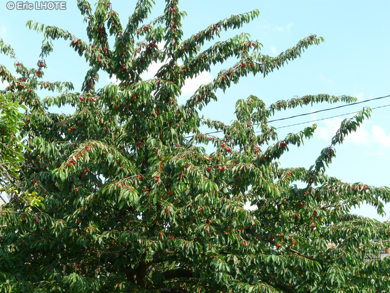  - Prunus cerasus - 