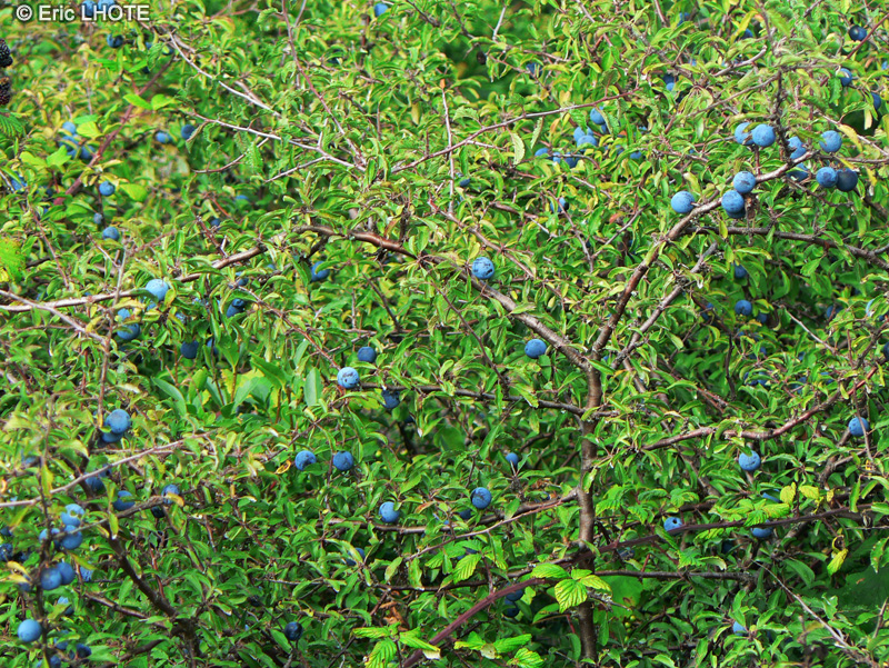 Rosaceae - Prunus domestica - Prunier, Prunier cultivé, Prunier domestique