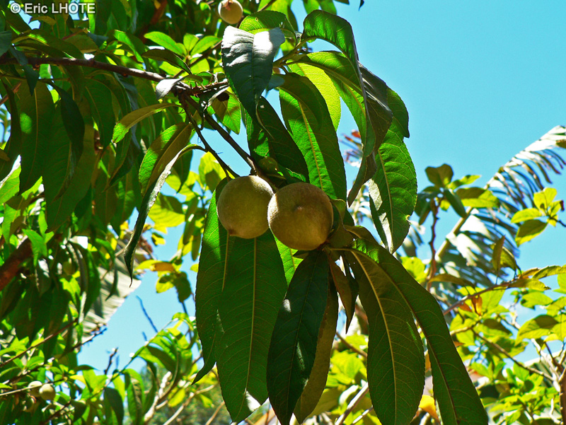 Rosaceae - Prunus dulcis - Amandier