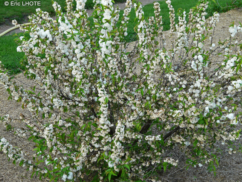  - Prunus glandulosa Alba Plena - 