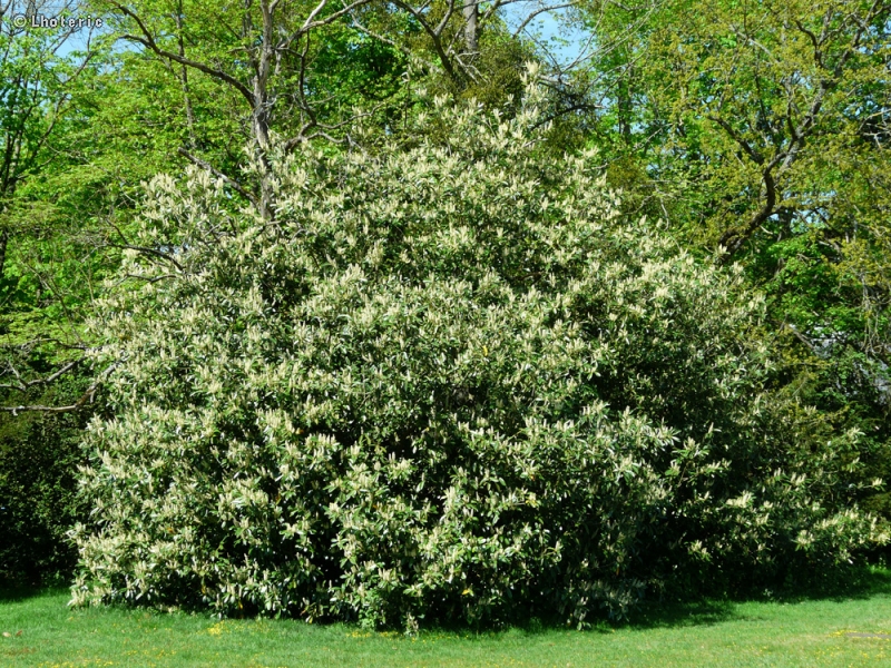  - Prunus laurocerasus caucasica - 