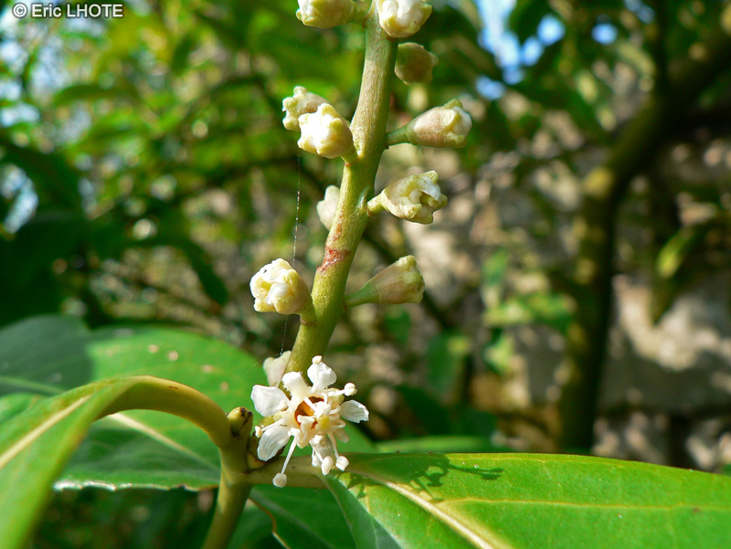 Rosaceae - Prunus laurocerasus caucasica - Laurier du Caucase, Laurier palme, Laurier cerise