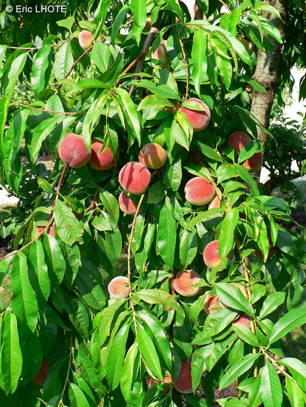 Rosaceae - Prunus persica - Pêcher