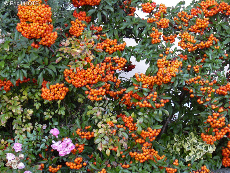 Rosaceae - Pyracantha Orange Glow - Buisson ardent, Pyracanthe