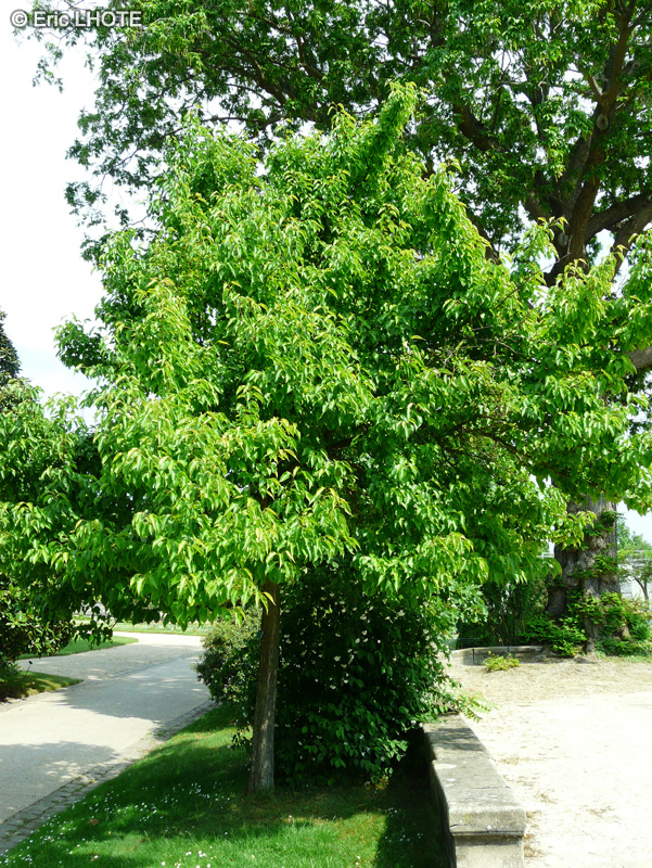 Rosaceae - Pyrus calleryana - Poirier de Chine