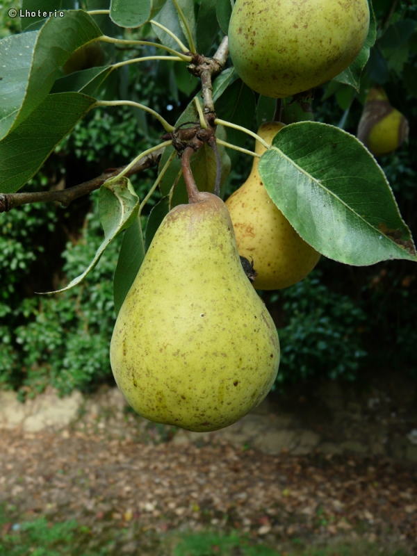  - Pyrus communis - 