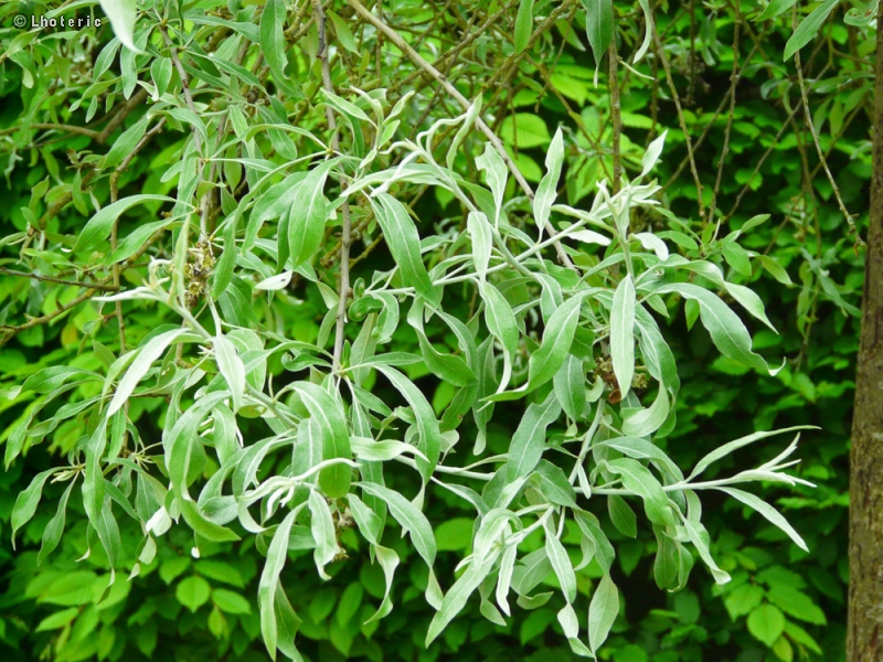 Rosaceae - Pyrus salicifolia - Poirier à feuilles de Saule