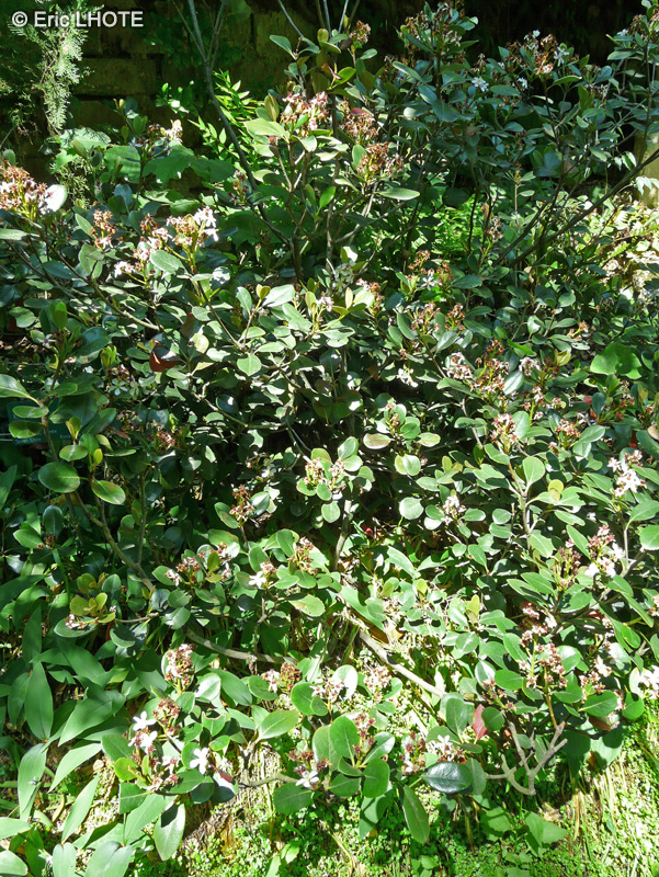 Rosaceae - Rhaphiolepis umbellata, Rhaphiolepis japonica, Rhaphiolepis ovata - Raphiolépis