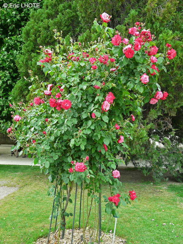 Rosaceae - Rosa Albert Poyet - Rosier