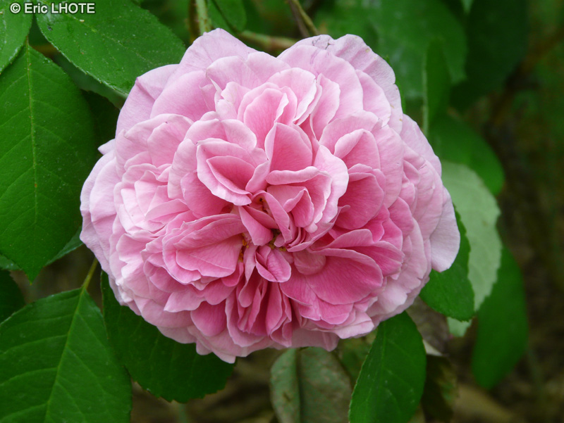 Rosaceae - Rosa Gertrude Jekyll - Rosier