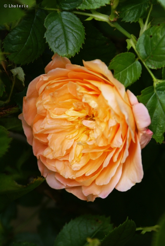 Rosaceae - Rosa L'Aimant - Rosier