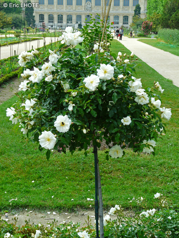 Rosaceae - Rosa Opalia - Rosier Opalia