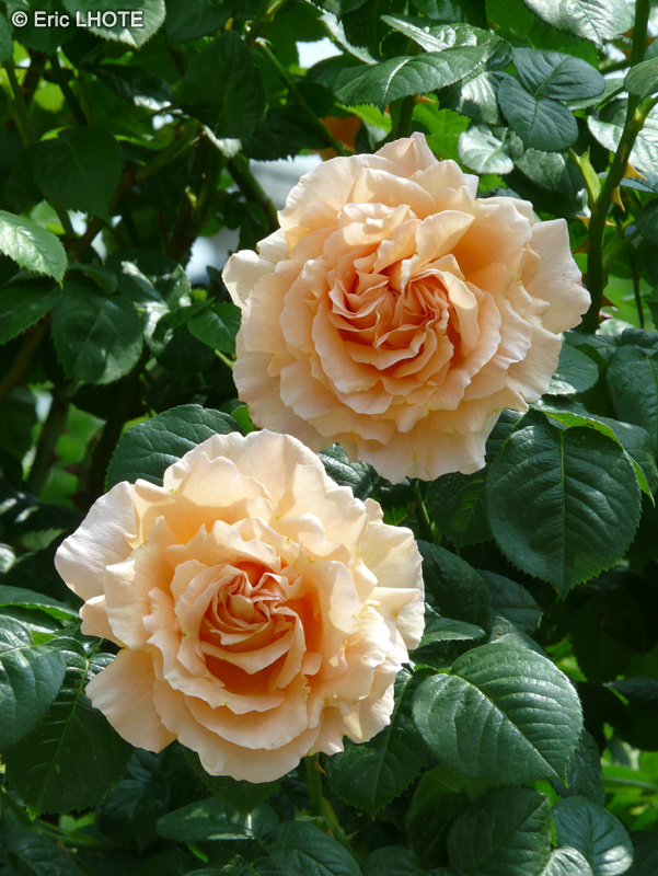 Rosaceae - Rosa Polka - Rosier Polka