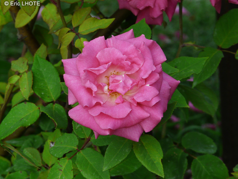 Rosaceae - Rosa Zéphérine Drouhin - Rosier