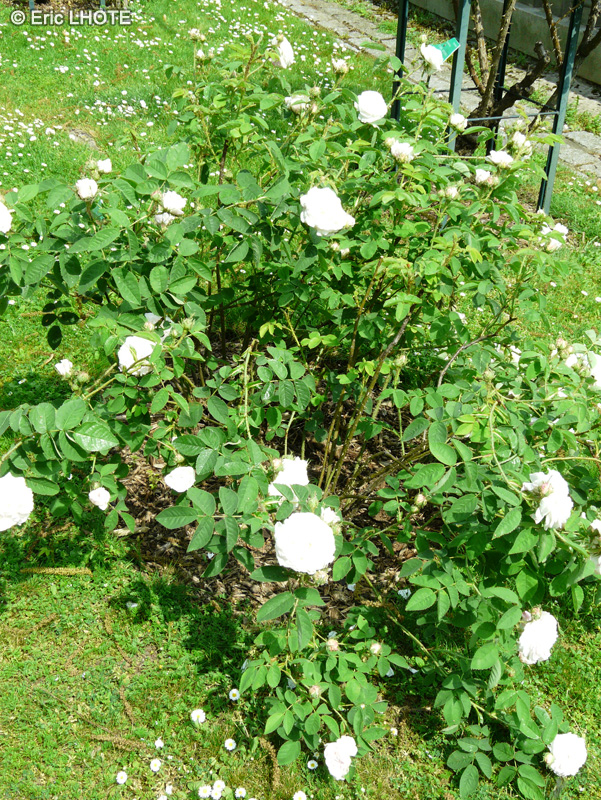 Rosaceae - Rosa centifolia Blanche Fleur - Rosier