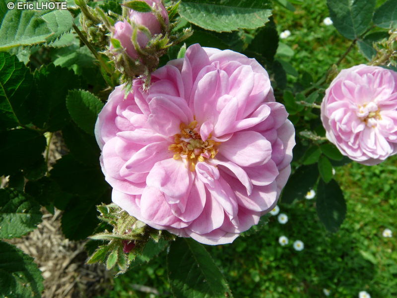  - Rosa centifolia Rose de Meaux - 
