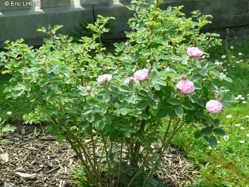 Rosaceae - Rosa centifolia Rose de Meaux - Rosier