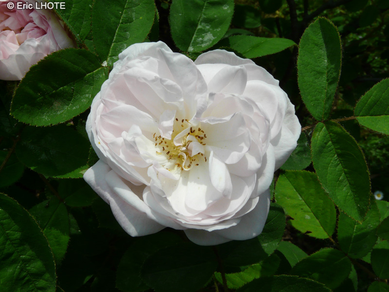  - Rosa centifolia muscosa Alfred de Damas - 
