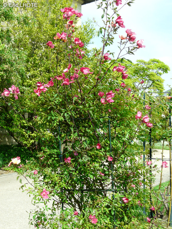 Rosaceae - Rosa chinensis Mutabilis - Rosier