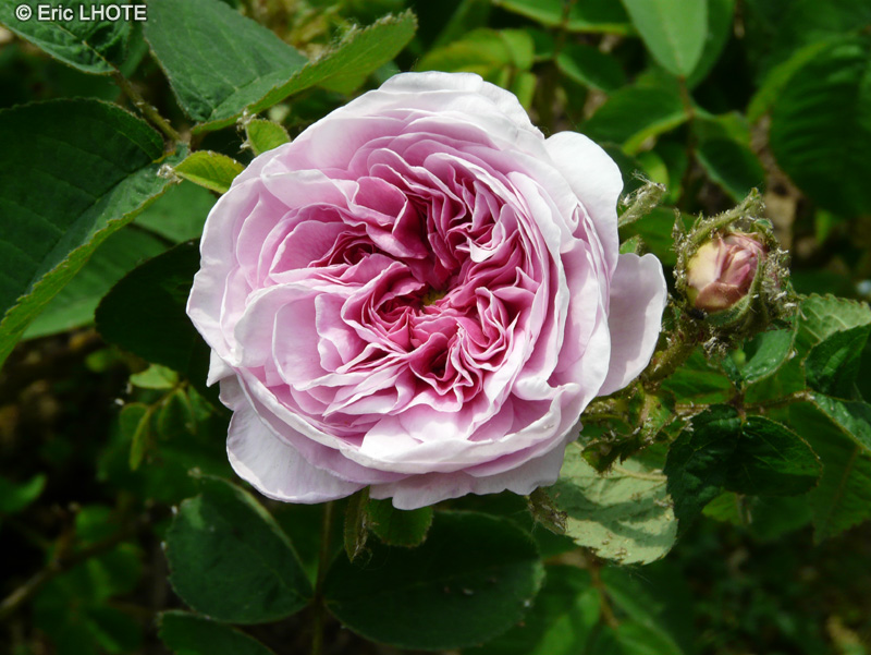  - Rosa gallica Gloire de France - 